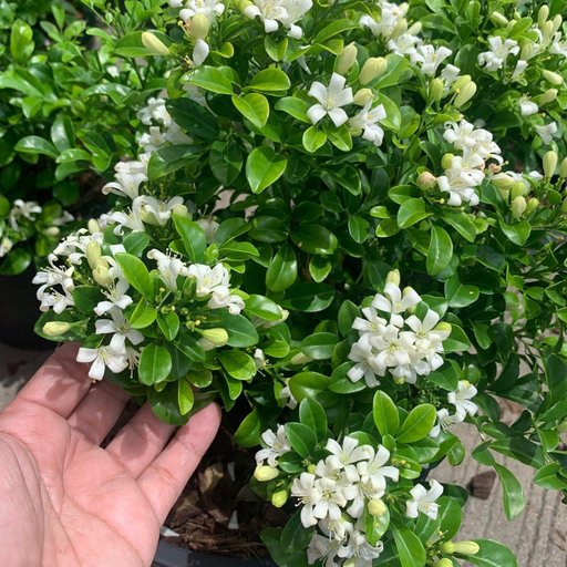 Madhukamini (fragnant Flowers)