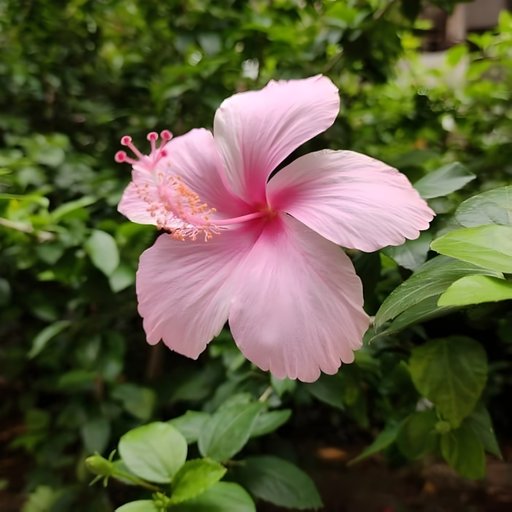 Pink Hibiscus