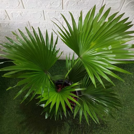 China Palm