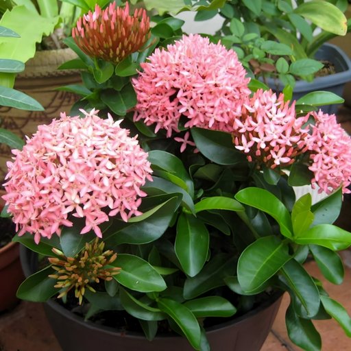 Ixora Pink