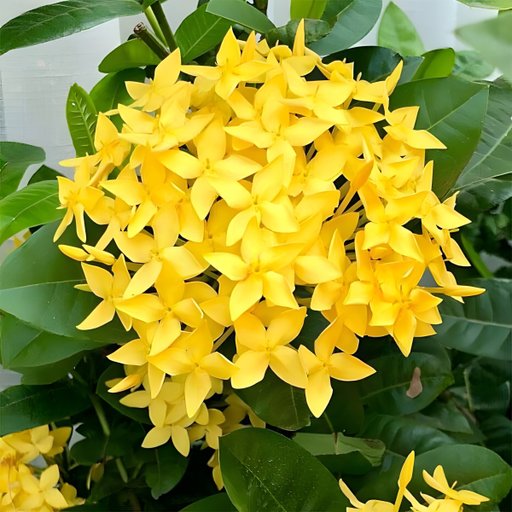 Ixora Yellow