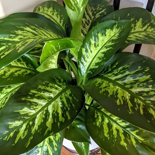 Diffenbachia (Dumbcane Plant)