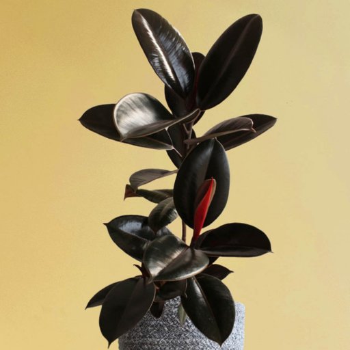Rubber Plant (Black Tone)
