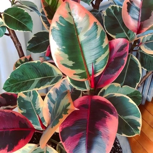 Variegated Rubber Plant
