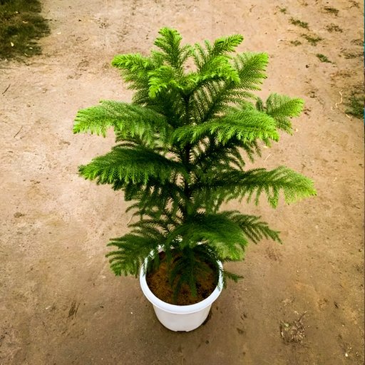 Christmas Tree (Araucaria)