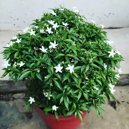 Chandni flowering Plant