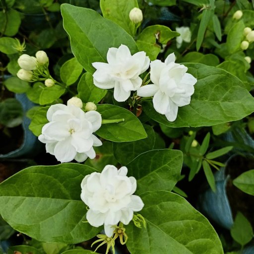 Mogra (Jasmine)