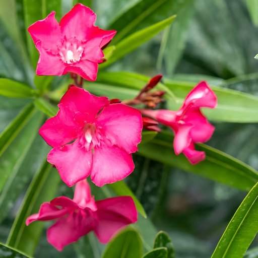 Oleander (Pink)