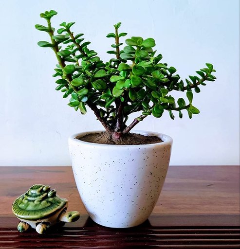 Lucky Jade Plant