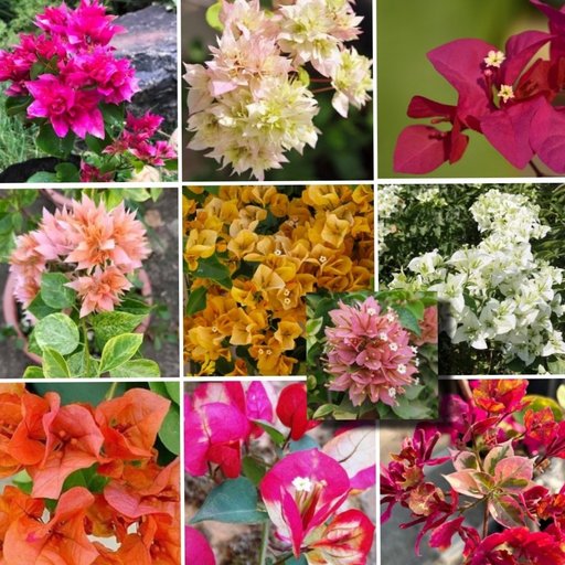 Bougainvillea Lovers Combo(10 Plants)