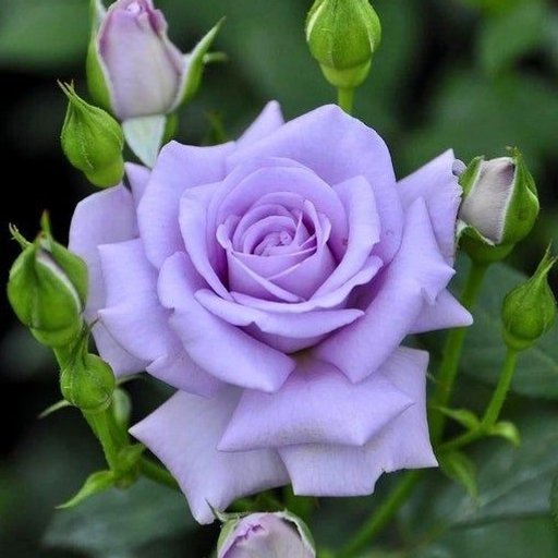 Blue Moon Rose