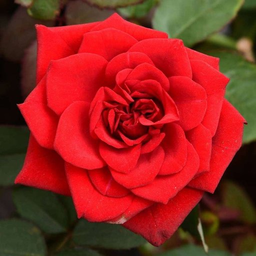 Red Paradise Rose
