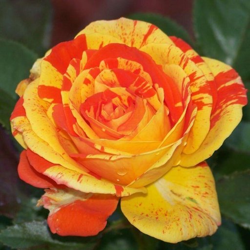 Gorgeous Canada Rose