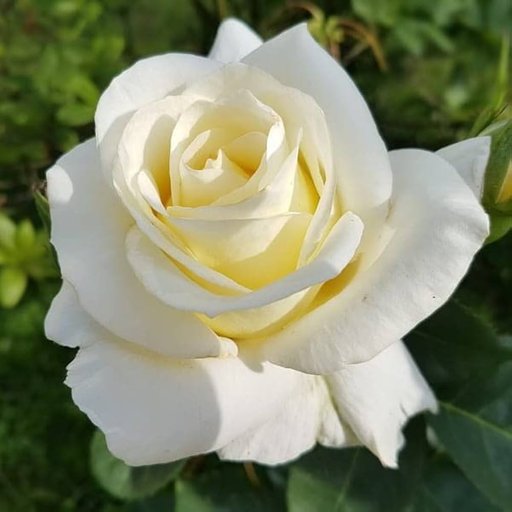White Beauty Rose