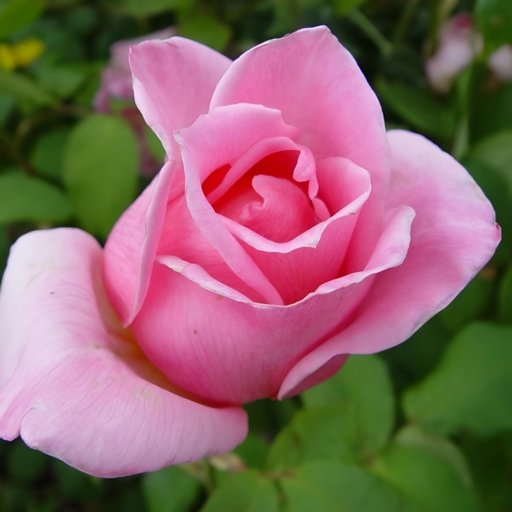 Eiffel Tower Rose