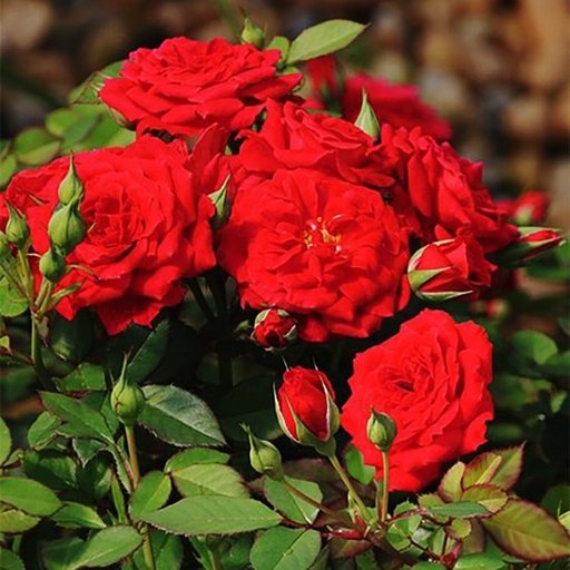 Red Miniature Rose