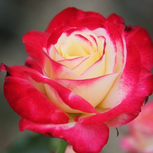 Double Delight Rose