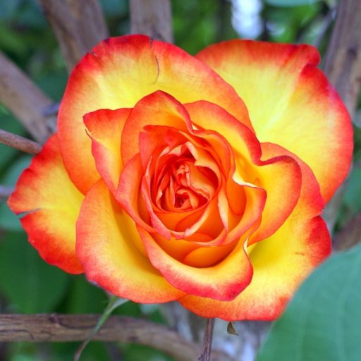 German Rose