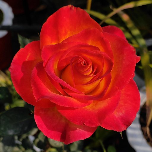 Bicolor Beauty Rose
