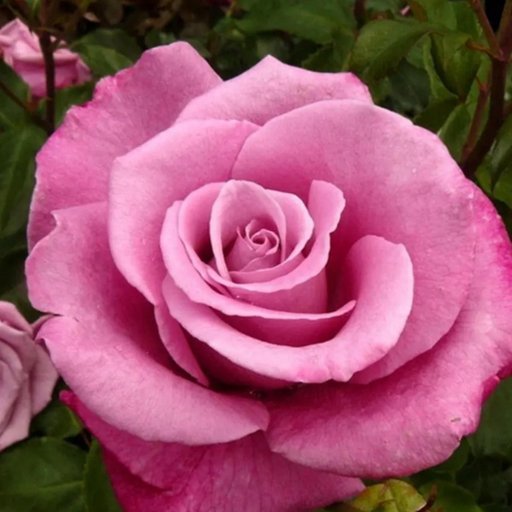 Grandiflora Rose