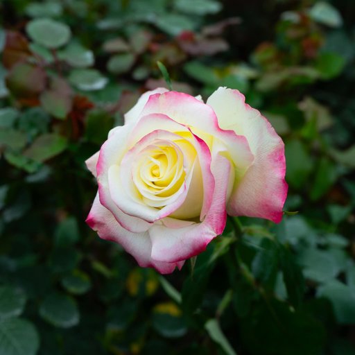 Baby Pink White Rose