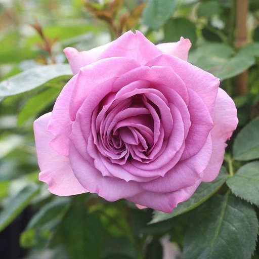 Prime Purple Rose