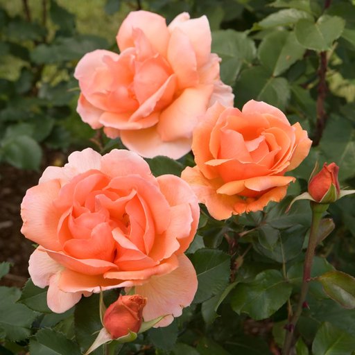 Peach Rose