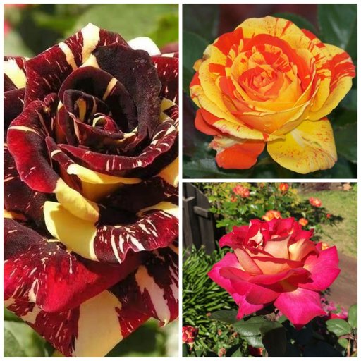 Joyful Colors Combo (3 Roses)