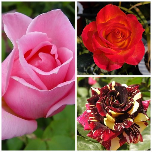 Rock n Roll Combo (3 Roses)