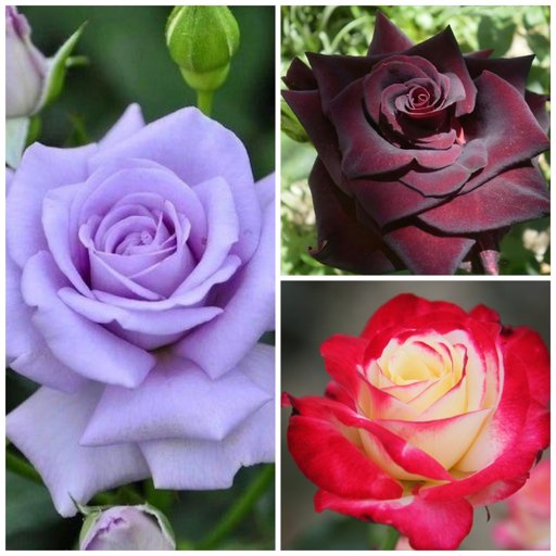 Pleasant Peace Combo (3 Roses)