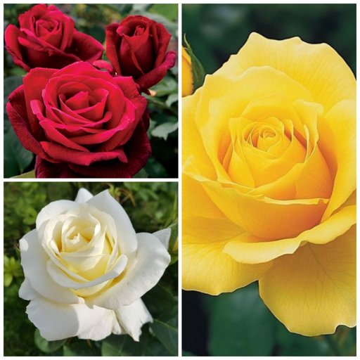 Sunkiss Combo (3 Roses)