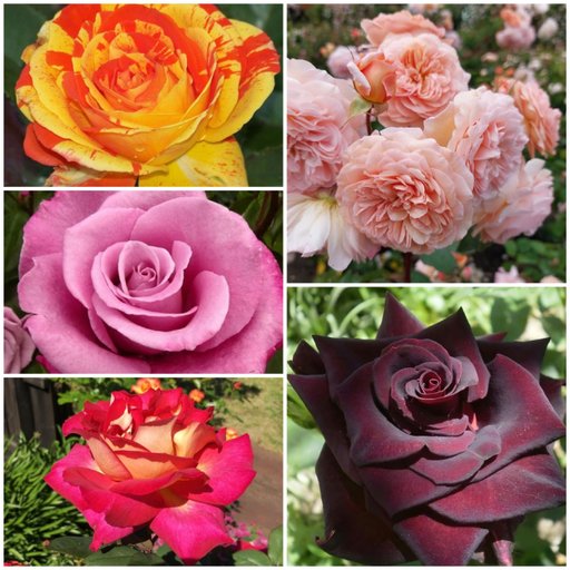 Colors Magic Combo (5 Roses)