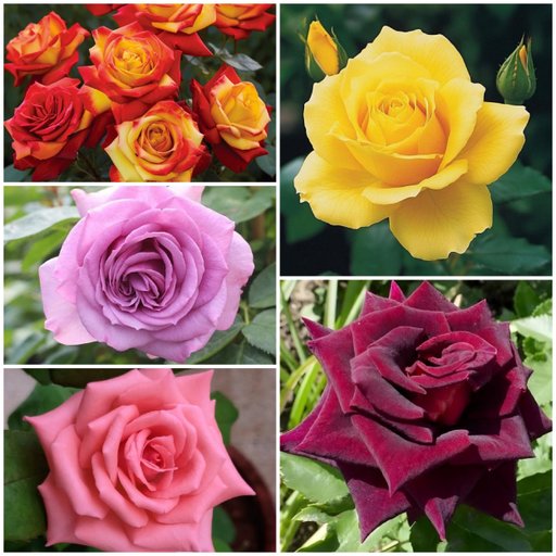 Nature's Rhyming Combo (5 Roses)