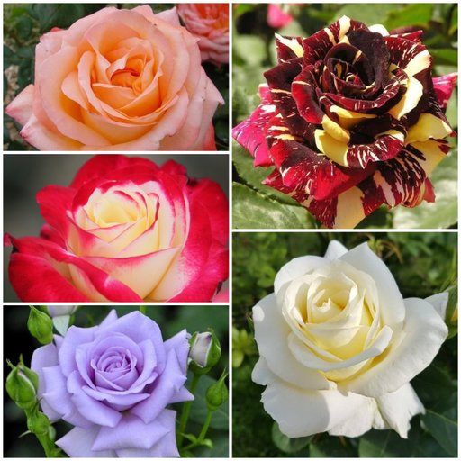 Tokyo Tales Combo (5 Roses)