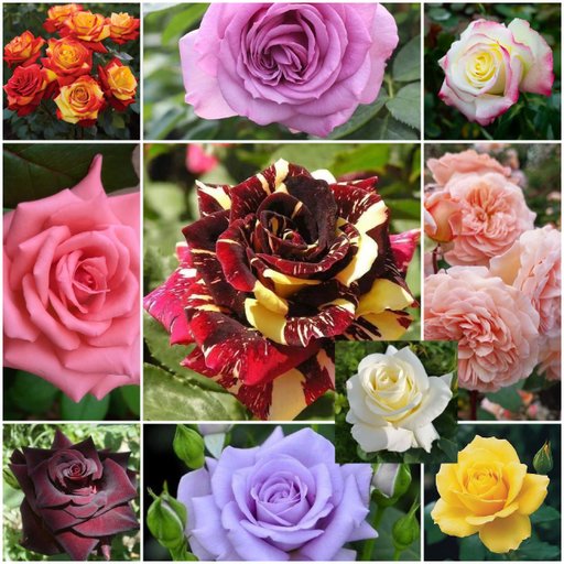 Big Beast Beauty Combo (10 Roses)