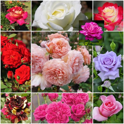 Colors Boom Combo (10 Roses)