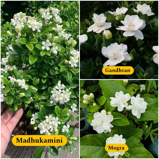 Fine Fragnance Combo (3 Plants)