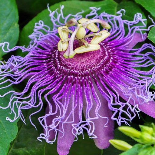 Premium Passion Flower Vine