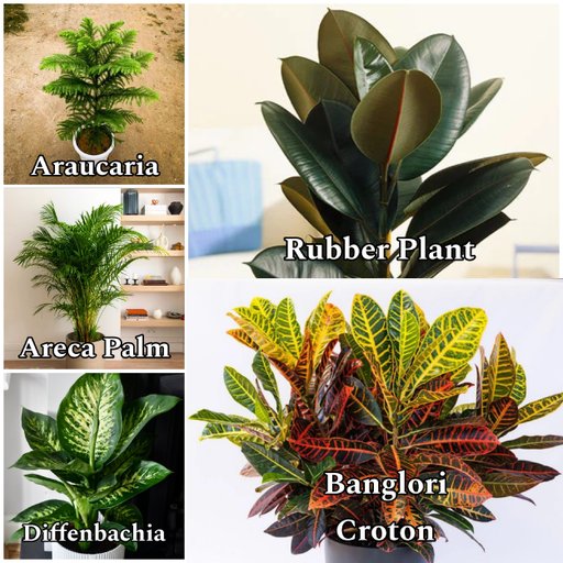 Air Freshness Indoor Combo (5 Plants)