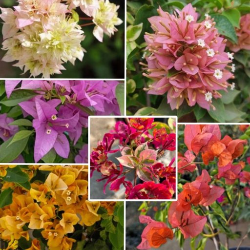 6 Hybrid Bougainvillea Combo