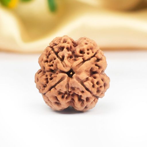 4 Mukhi Nepali Rudraksha With Certificate