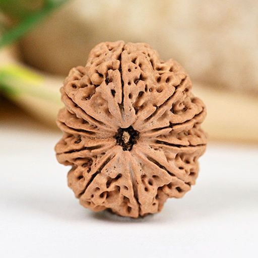 10 Mukhi Nepali Rudraksha  With Certificate