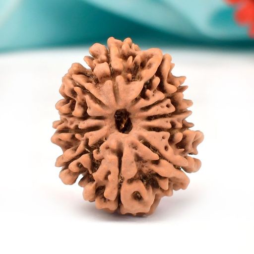 11 Mukhi Nepali Rudraksha With Certificate