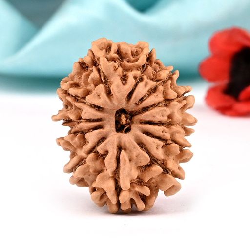 12 Mukhi Nepali Rudraksha  With Certificate