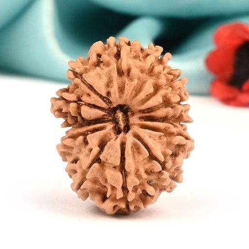 13 Mukhi Nepali Rudraksha  With Certificate