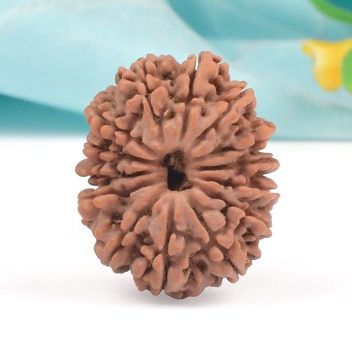 14 Mukhi Nepali Rudraksha With Certificate