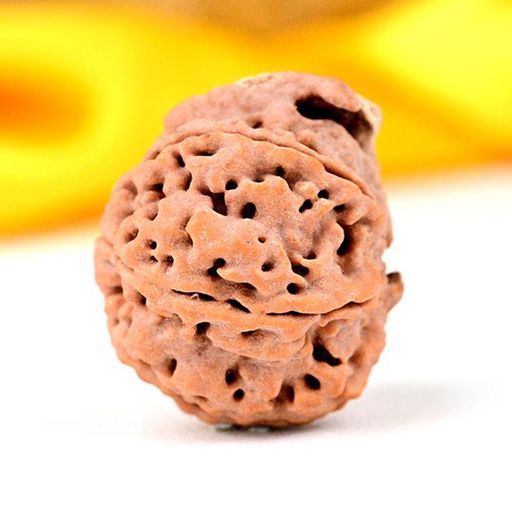 Ganesh Nepali Rudraksha With Certificate