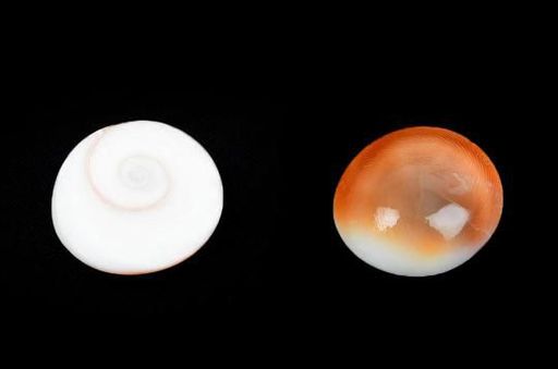 Gomati Chakra Set of 11