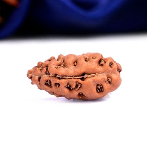 One Mukhi Rudraksha From Java Indonesia 