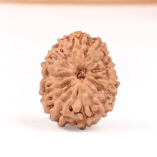 Fourteen Mukhi from Java Indonesia